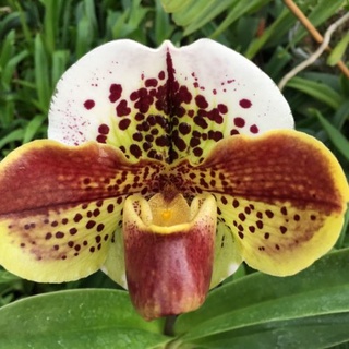 SALE กล้วยไม้รองเท้านารีคอมเพล็กซ์ Paphiopedilum complex red  1 ต้น