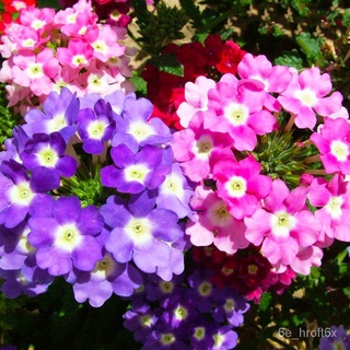 เมล็ดพันธุ์ เวอร์บีน่า Verbena hybrida Mixed flower seeds บรรจุ 200 เมล็ด ดอกไม้จริง เมล็ดพันธุ์แท้ บอนสีสวยๆ เมล็ดดอ/เม