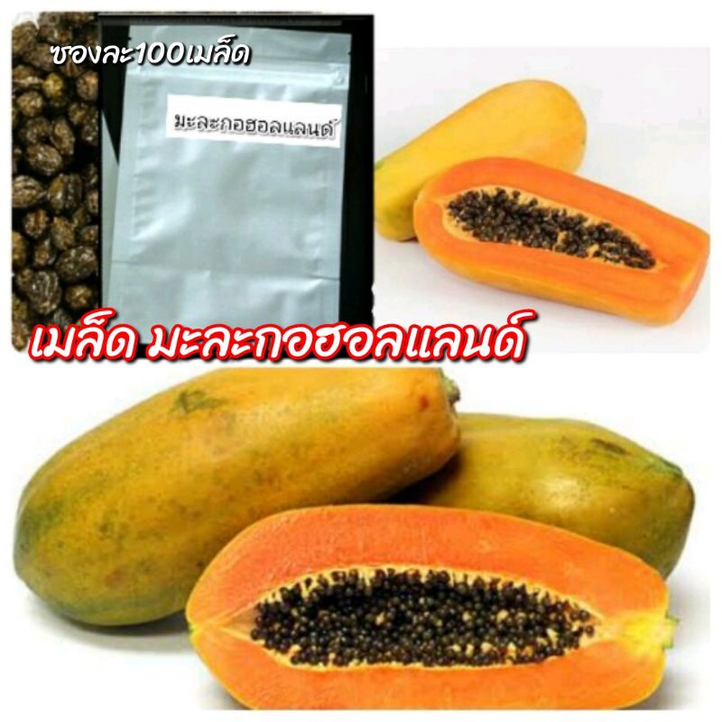 ถูกที่สุด ถูกกว่า เมล็ดพันธุ์ มะละกอฮอนแลนด์ แท้ เมล็ด งอกดี พร้อมส่ง