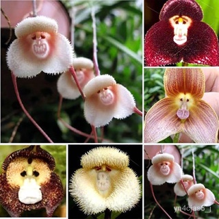 （อัตราการปลูกสูง）ขลัง เมล็ดพันธุ์ดอกไม้ ต้นไม้ประดับ Monkey Face Orchid Bonsai Plant Tree House Garden Flower Seeds Rare