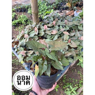 ออมนาค Syngonium hybrid.