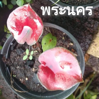 🌱พระนคร​ เบบี๋ เบบี้ บอนสี​ ผ่าหัว​ งอกแล้ว🌱 นางไหม, บับเบิ้ล​ ชิ้นผ่าหัว พระนครบอนสี ไม้มงคล ไม้นำโชค