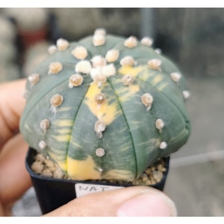 แอ​สโตร​ไฟตัม  #ด่างสวย   #แคสตัส castus​ Astrophytum แอสโตร แอสโตร​ไ​ฟตั้​ม กระบองเพชร