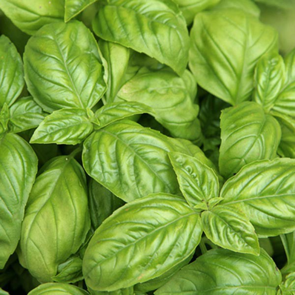 โหระพาอิตาลีถูกที่สุด10บ.เมล็ดพันธุ์ Italy Basil 50 เมล็ด