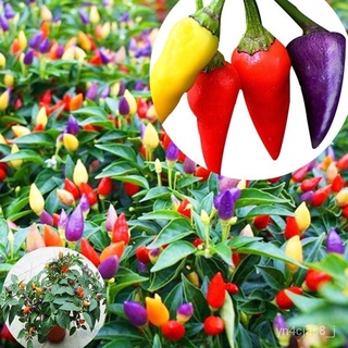 （อัตราการปลูกสูง）ปลูกง่าย ปลูกได้ทั่วไทย Multicolor Garden Balcony Potted Plant Pepper Seeds Seeds Both Ornamental and E