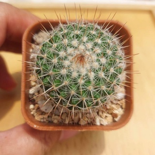 แมมแม่เฒ่า (Mammillaria hahniana)