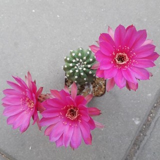 Cake Cactus Farm กระบองเพชร Echinopsis ดอกสีชมพูบานเย็น