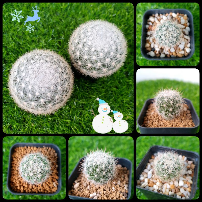 sale❗️ แมมแคนดิด้า สโนวบอล (Mam. candida snowball) ไม้เมล็ด 😊ขอดูรูปปัจจุบันได้เลยค่า