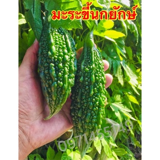 เมล็ดพันธุ์มะระขี้นกลุกยาว จะมีผลใหญ่กว่ามะระขี้นกในไทย รสชาติออกขมนิด