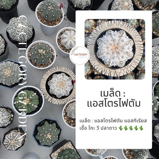 เมล็ด : แอสโตรไฟตัม แอสทีเรียส Astrophytum Asterias cactus แคคตัส กระบองเพชร ราคาน่ารัก ราคาถูก ต้นไม้ ไม้อวบน้ำ น่ารัก