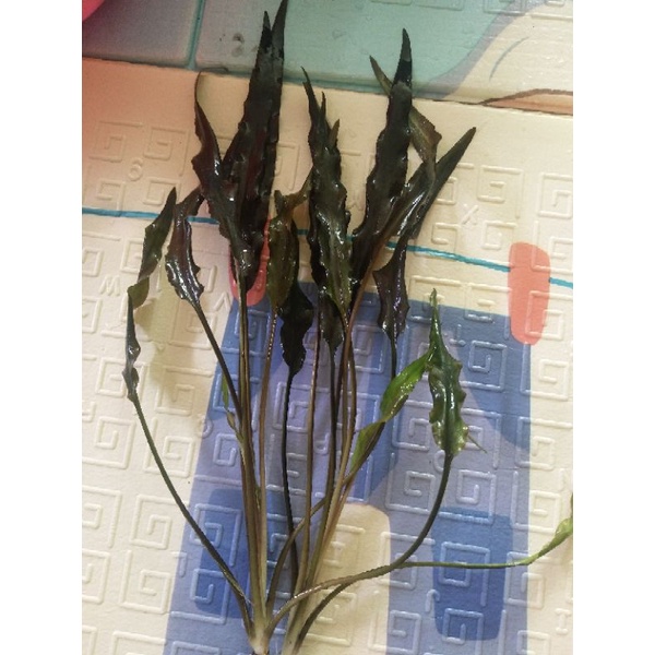ไม้น้ำ Cryptocoryne wendii​ green​