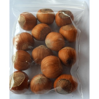 ขายส่ง เมล็ดเฮเซลนัท hazelnut พืชตระกูลถั่ว พืชเศรษฐกิจ เมล็ดพันธุ์พืช ผลไม้ ธัญพืช ผลไม้แห้ง 10 เมล็ด