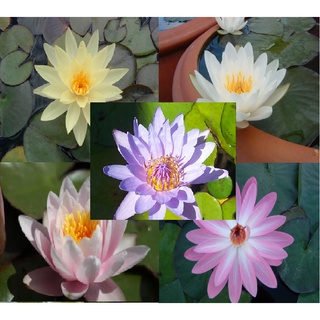 100 เมล็ด เมล็ดบัว คละสี นำเข้า บัวนอก สายพันธุ์เมล็ดบัว Waterlily Nymphaea Seeds