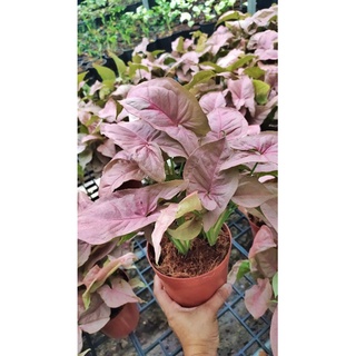 Syngonium hybrid pink ออมชมพู