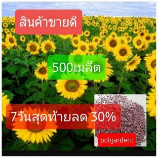 เมล็ดพันธ์ทานตะวันแมมมอธ🌻🌻  บรรจุ 500เมล็ด ดอกใหญ่ ปลูกง่าย โตเร็ว โชว์ดอก🌻🌻🌻🌻