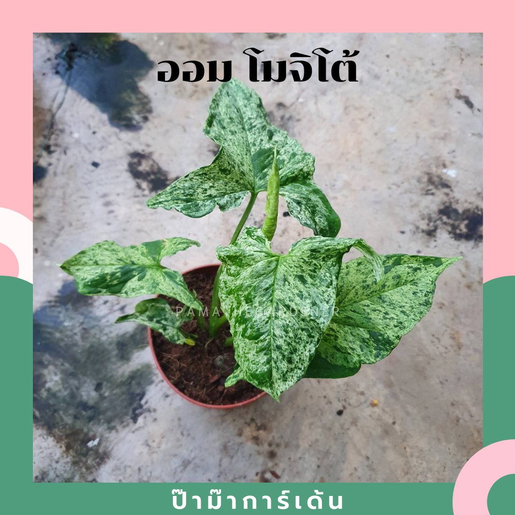 เงินไหลมาด่าง โมจิโต้ ฮอลแลนด์ Syngonium Mojito Variegated Halland