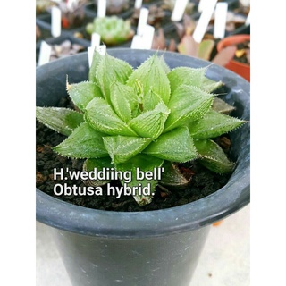 H.’Wedding bell’ obtusa hybrid A035 (เวดดิ้ง เบล)