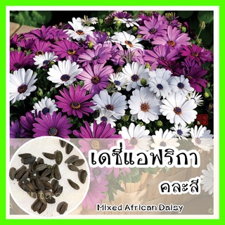 พร้อมส่ง ❗ รหัส 153 เมล็ดพันธุ์แท้ OP แท้  เดซี่แอฟริกาคละสี - Mixed African Daisy (Osteospermum) เมล็ดดอกไม้ เมล็ดพันธุ