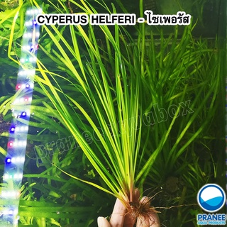 CYPERUS HELFERI -  (แห้วหมูน้ำ)  ไม้หลังตู้ เลี้ยงง่าย ต้นไม้น้ำ ต้นไม้พร้อมปลูก ***กรุณาอ่านรายละเอียดก่อนสั่งซื้อ***