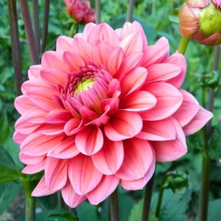 รักเร่ Dahlia สายพันธุ์ Salmon Pink นำเข้าจากเนเธอร์แลน หัวสดใหม่ 1 หัว/ออเดอร์