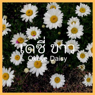 เมล็ดพันธุ์พืชดอกไม้ ดอกเดซี่ขาว 50 เมล็ด  Daisy Oxeye seed  เมล็ดพันธุ์แท้50 เมล็ด (ไม่ใช่พืชที่มีชีวิต)