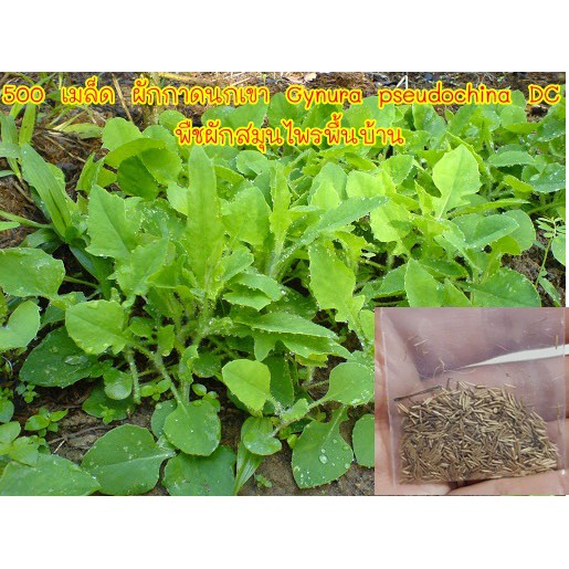 300 เมล็ด ผักกาดนกเขา Gynura pseudochina DC พืชผักสมุนไพรพื้นบ้าน
