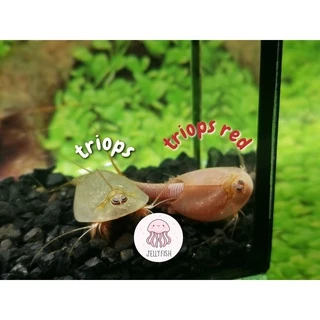 ไข่ไทรออปส์ ไข่Triops ไข่กุ้งไดโนเสาร์ กุ้งไดโนเสาร์