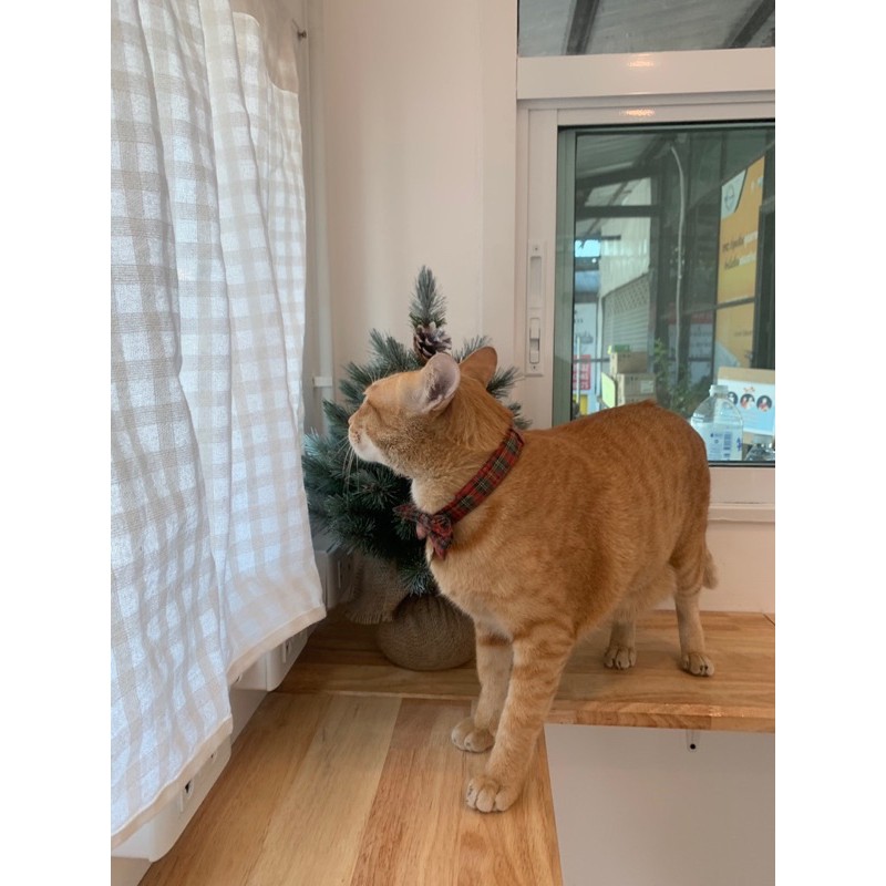 ผ้าม่านเคาท์เตอร์ครัว ผ้าฝ้ายสีขาว ลายตาราง แบบสั้น ขนาด 110x60cm ใช้ปิดซิงค์ หรือใช้กับครึ่งหน้าต่างได้ TTS60 - รูปที่ 5