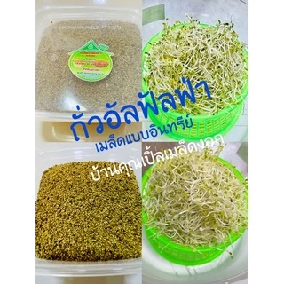 อัลฟัลฟา (Alfalfa) ปลอดสาร อัตราการงอก 90-99 %