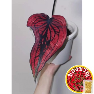 Caladium ประเทศไทยเมล็ด Caladium พืชจริงสดปีนเมล็ดพืช Seeds Seeds Seeds อากาศ L เมล็ด GDRY