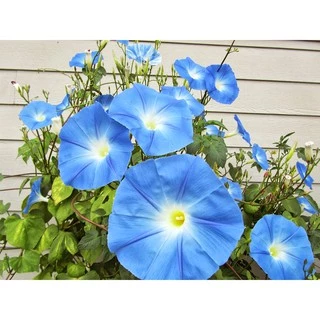 เมล็ดพันธุ์ มอร์นิ่งกลอรี เฮฟเวนรี่บลู (Heavenly Blue Morning Glory Seed) บรรจุ 40 เมล็ด คุณภาพดี ราคาถูก ของแท้ 100%