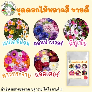 เมล็ดพันธุ์ ชุดดอกไม้หลากสี ปลูกง่าย ทนร้อน โตไว พร้อมส่ง เลปโตซิฟอน/คอนฟาวเวอร์/พิทูเนีย/ดาวกระจาย/เดซี่/แอสเตอร์ ขายดี