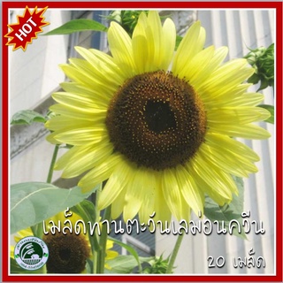 20 เมล็ด ทานตะวันเลม่อนควีน Lemon Queen Sunflower ทานตะวัน เมล็ดพันธุ์ทานตะวัน เมล็ดทานตะวัน เมล็ดทานตะวันเลม่อนควีน