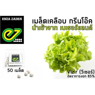 เมล็ดพันธุ์ ผักสลัด กรีนโอ๊ค (แบบเคลือบ) นำเข้าจากเนเธอร์แลนด์ อัตราการงอก 85%