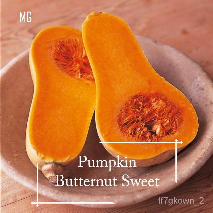 จุดประเทศไทย เมล็ดพันธุ์Butternut Sweet Pumpkin Squash seeds 10 seed