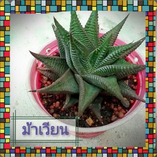 แคคตัส-ม้าเวียน Haworthia