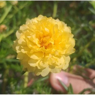 💐กิ่งคุณนายตื่นสาย 🌷กิ่งแพรเซี่ยงไฮ้ 👉เลือกสีได้ 10 กิ่ง (8บาท) สั่งขั้นต่ำ 20฿