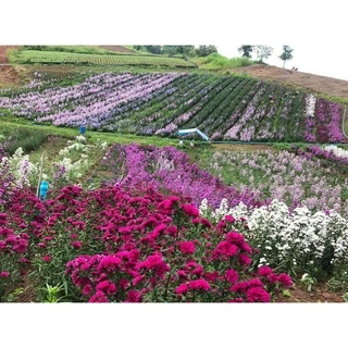 🌱รากแน่น มาร์กาเร็ตญี่ปุ่น