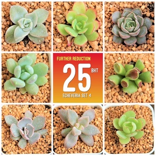 กุหลาบหินจิ๋ว กระถาง 2 นิ้ว ขนาด 1.5-2 เซนติเมตร  1 ต้น G Succulents Set  4  รู้สึกเล็กไป ไม่สบายใจ ไม่กดสั่งนะคะ