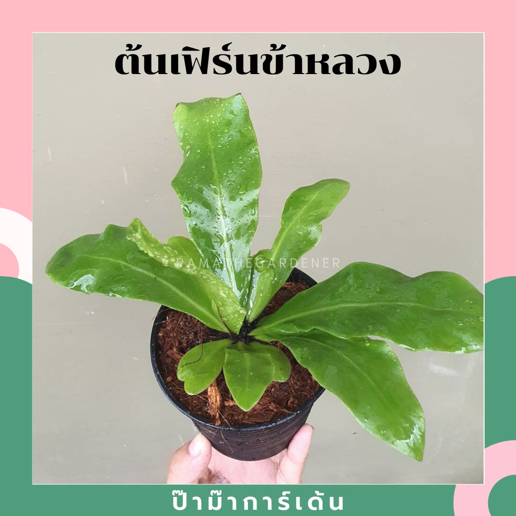 ต้นเฟิร์นข้าหลวง มาพร้อมกระถาง