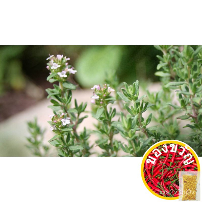 Potter - Thyme Common herb seeds, 50 seeds [Local Seller Fast Delivery]园艺/seeds/木瓜/帽子/鲜花/上衣/种子/玫瑰/芹菜