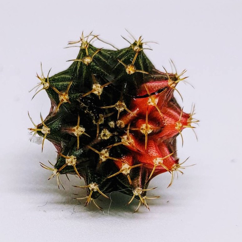 ยิมโนไฮบริดLB แอลบีด่างแดงดำ ไม้เมล็ด  ขนาดประมาณ 2-3 CM (Gymno Hybrid) #cactus #แคตตัส #กระบองเพชร #ไม้อวบน้ำ