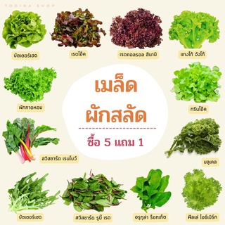 เมล็ดผักสลัด ( ซื้อ 5 แถม 1) เคล คอส บัตเตอร์เฮด กรีนโอ๊ค เรดโอ๊ค บัตเตอร์ครั๊นซ์ สวิสชาร์ด ปารีสไวท์คอส ร็อคเก็ต