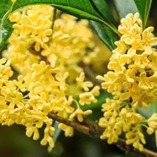 เมล็ดพันธุ์ หอมหมื่นลี้ หรือ สารภีฝรั่ง ( sweet osmanthus ) บรรจุ 2 และ 5 เมล็ด