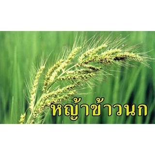 💢ขายยกลัง💢 บิสโต้ 20 ✅💯 บิสโต้ 200 บิสไพริแบคโซเดียม ( ทะเบียนใหม่ กล่องใหม่ ) สารกำจัดวัชพืช ข้าวนก หญ้าลิเก