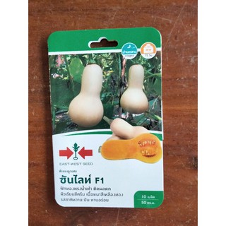 ฟักทองลูกผสมซันไลท์F1