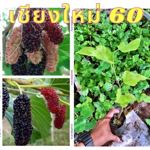 1 ต้น ต้นหม่อนเชียงใหม่ 60 ต้นสูงประมาณ 25 ซม.จัดส่งพร้อมถุงเพาะชำ พร้อมลงปลูก จัดส่ง 1-3 วันได้รับ
