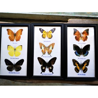 แมลงให้ศึกษา แมลงรวม ผีเสื้อ Butterfly Insect กรอบรูป กล่องไม้ ของสะสม ของขวัญ ของตกแต่งบ้าน แขวนผนัง ราคาถูก พร้อมส่ง