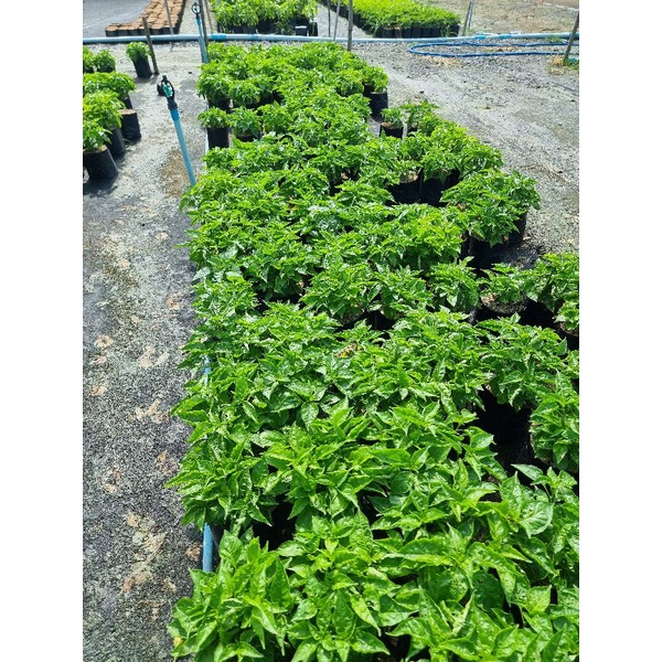 พริกขี้หนูสวน //📌ขั้นต่ำขอ2ต้นขึ้นไป คละกับผักอย่างอื่นได้ค่ะ - รูปที่ 5