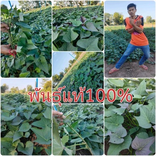 มันหวานญี่ปุ่น 4 สายพันธุ์ม่วงขาวส้มเหลืองชุดทดลองปลูก